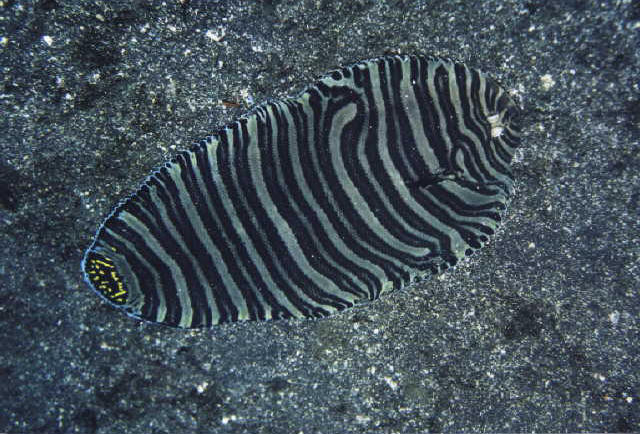 Zebrias zebrinus